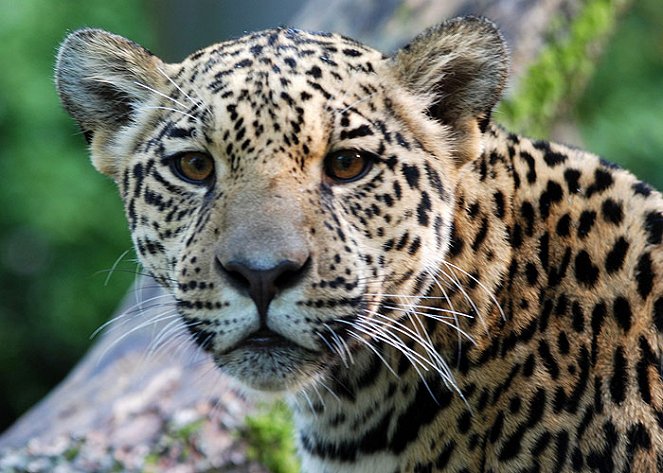 Strážci přírody: Život s jaguárem - Z filmu