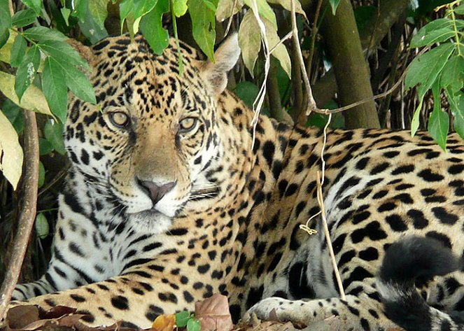 Strážci přírody: Život s jaguárem - Z filmu