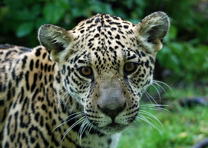 Guardians of Nature - Living with the Jaguar - Z filmu