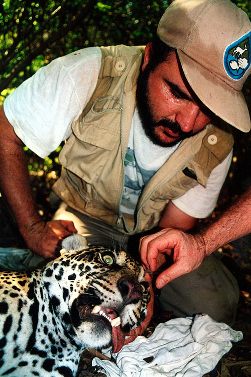 Guardians of Nature - Living with the Jaguar - Kuvat elokuvasta