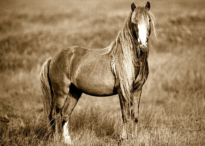 Chasing Wild Horses - Filmfotos