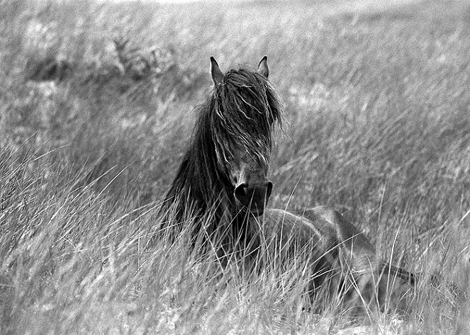 Chasing Wild Horses - De la película