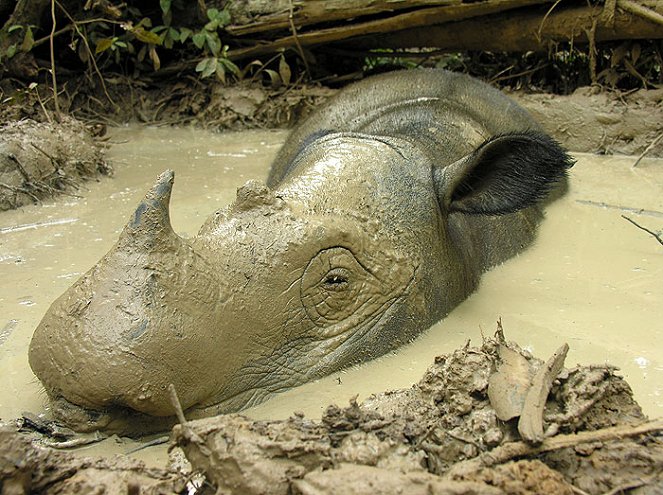 Nigel Marven´s Rhino Adventure - Kuvat elokuvasta