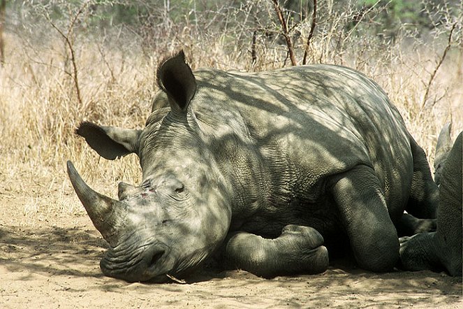 Nigel Marven´s Rhino Adventure - De la película