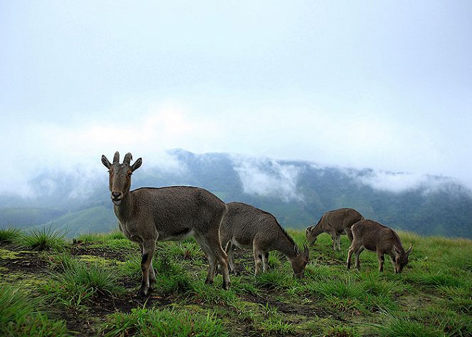 The Natural World - The Mountains of the Monsoon - Photos