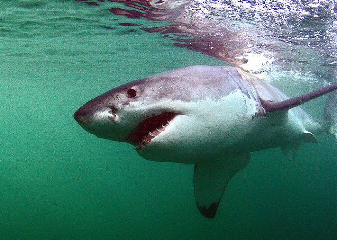 The Natural World - Great White Shark: A Living Legend - Z filmu