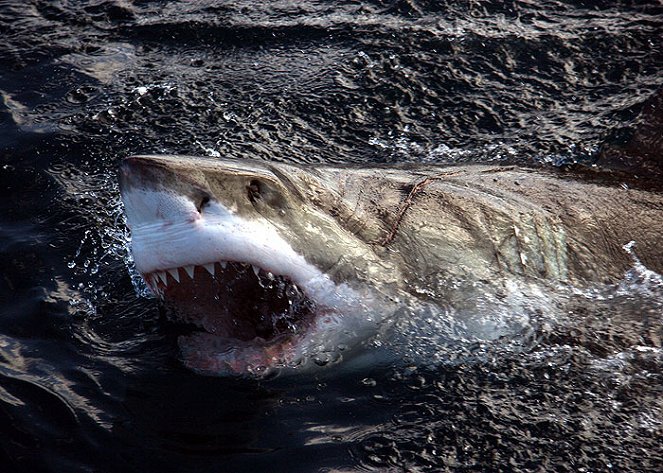 The Natural World - Great White Shark: A Living Legend - Photos