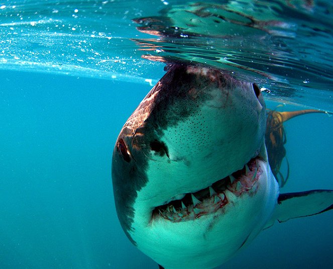 The Natural World - Great White Shark: A Living Legend - Z filmu
