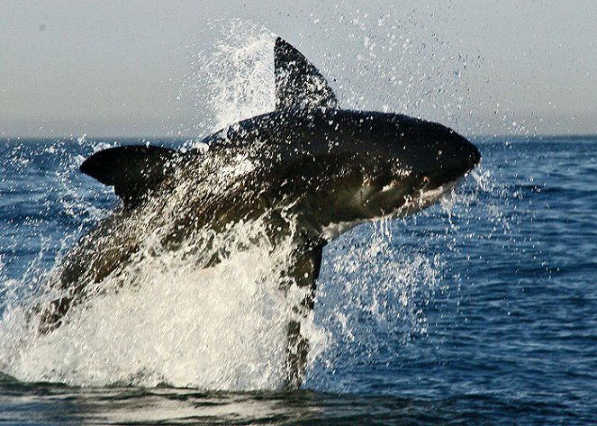 Natural World - Season 27 - Great White Shark: A Living Legend - Filmfotos