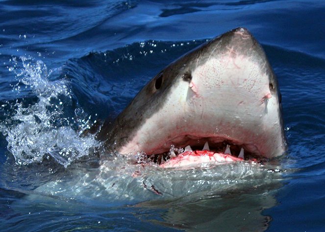 The Natural World - Great White Shark: A Living Legend - De la película