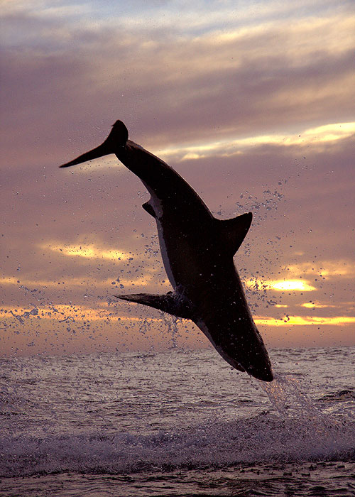 A természeti világ - Great White Shark: A Living Legend - Filmfotók