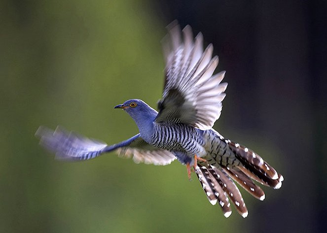 Natural World - Cuckoo - Filmfotos