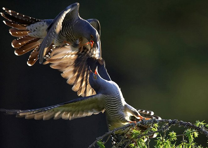 The Natural World - Cuckoo - Photos