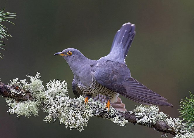 The Natural World - Cuckoo - Photos