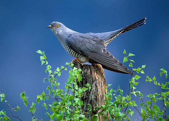 A természeti világ - Cuckoo - Filmfotók
