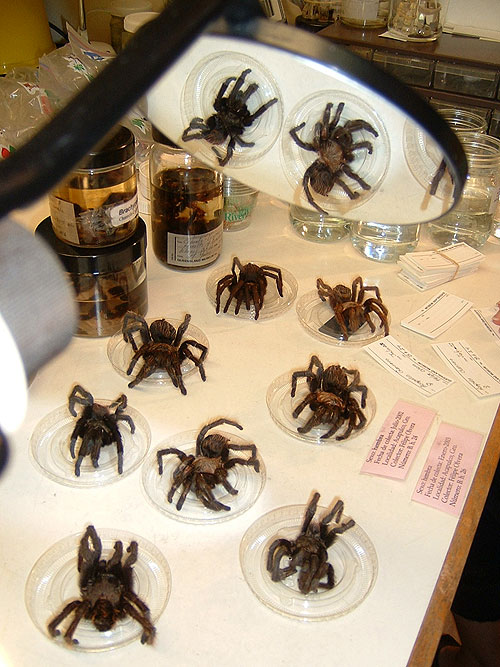 Tarantula: Australia's King of Spiders - De la película
