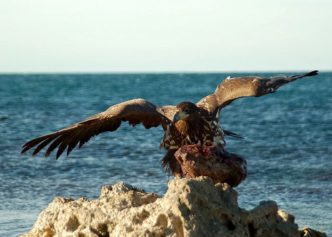 Orel mořský: Pták se zlatým okem - Z filmu