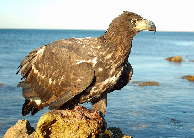Sea Eagle: Bird with the Golden Eye - Filmfotos