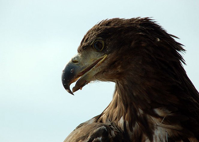 Sea Eagle: Bird with the Golden Eye - De la película