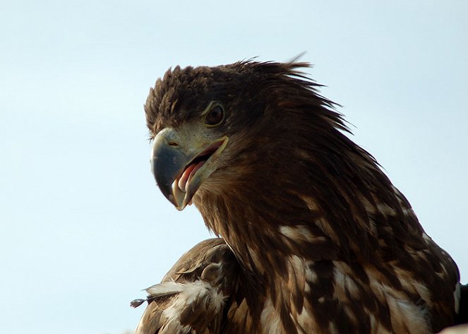 Sea Eagle: Bird with the Golden Eye - Z filmu