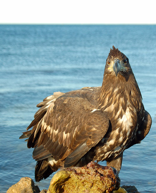 Sea Eagle: Bird with the Golden Eye - Photos