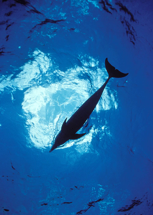 The Dolphin Defender - Kuvat elokuvasta