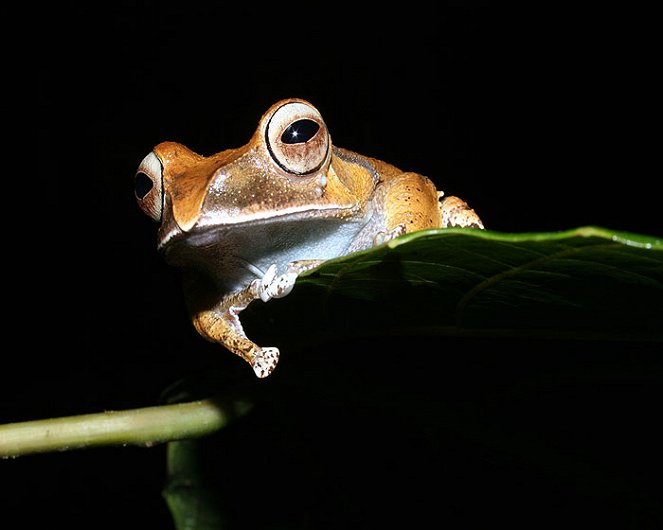 Out of Africa - Frogs in Decline - De la película