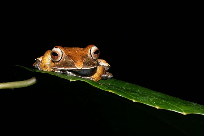 Out of Africa - Frogs in Decline - Filmfotos