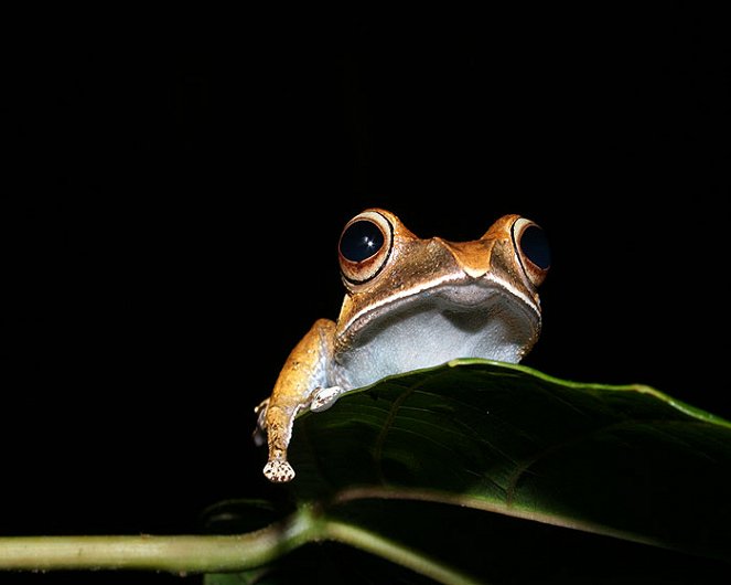 Out of Africa - Frogs in Decline - Filmfotos