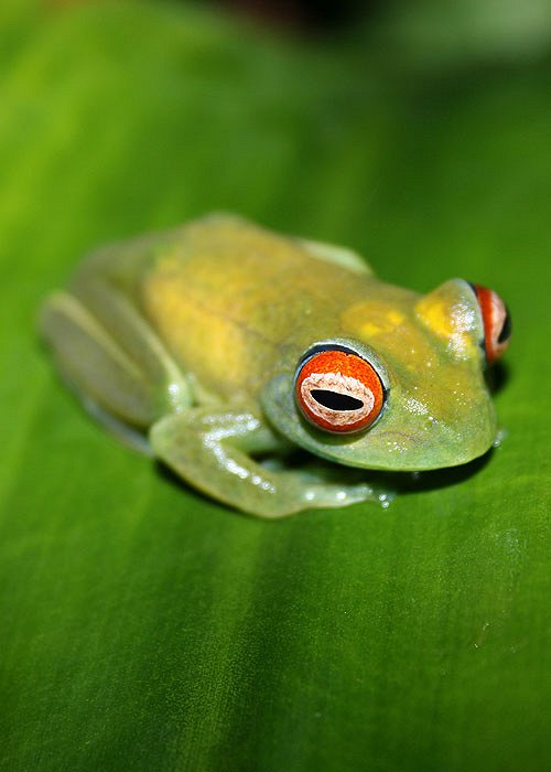 Out of Africa - Frogs in Decline - Photos