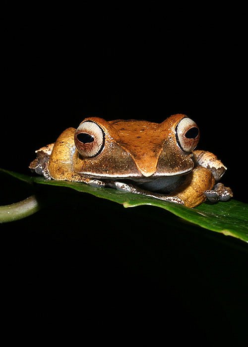 Out of Africa - Frogs in Decline - De filmes