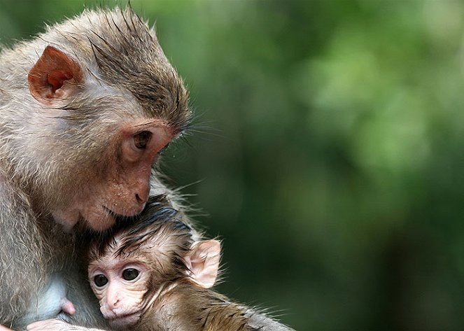 A természeti világ - Clever Monkeys - Filmfotók