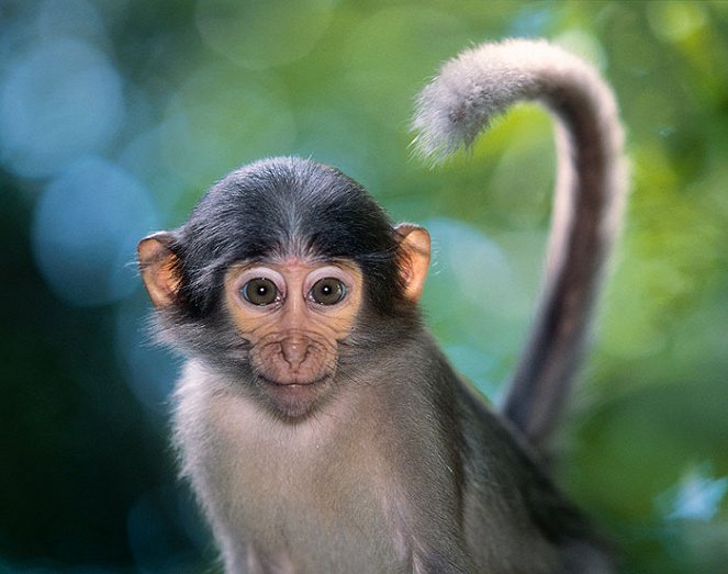 The Natural World - Clever Monkeys - Photos