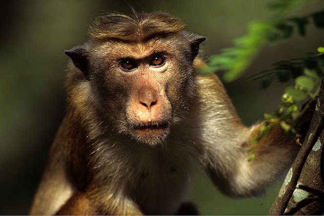 The Natural World - Clever Monkeys - De la película