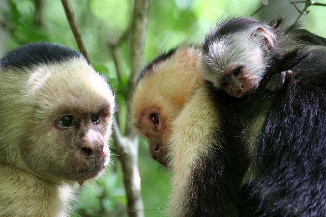 The Natural World - Clever Monkeys - Kuvat elokuvasta