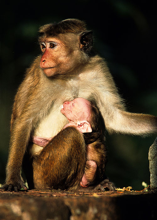 The Natural World - Clever Monkeys - Z filmu