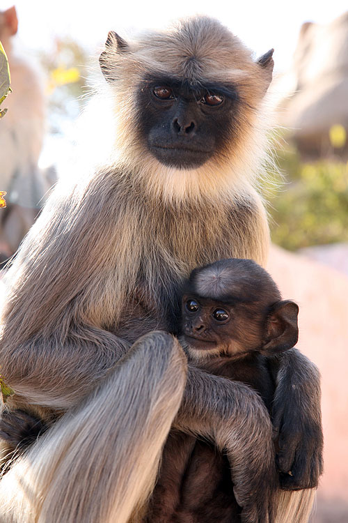 A természeti világ - Season 27 - Clever Monkeys - Filmfotók