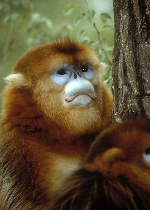 A természeti világ - Clever Monkeys - Filmfotók