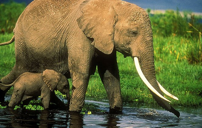 Echo and the Elephants of Amboseli - Van film
