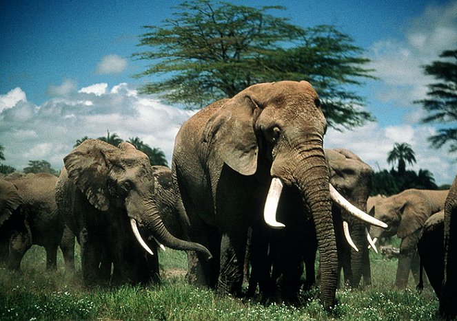 Echo and the Elephants of Amboseli - Do filme