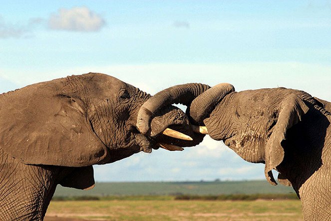 Echo and the Elephants of Amboseli - Z filmu