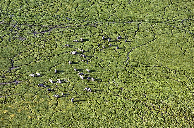 Echo and the Elephants of Amboseli - Kuvat elokuvasta