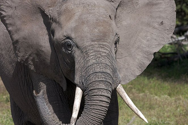 Echo and the Elephants of Amboseli - Van film