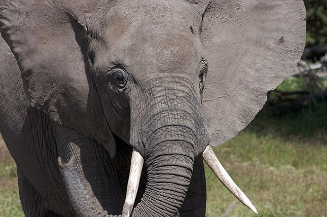 Echo and the Elephants of Amboseli - Filmfotos