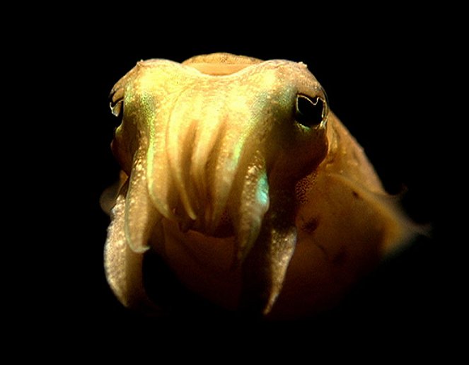Cuttlefish - The Brainy Bunch - Photos