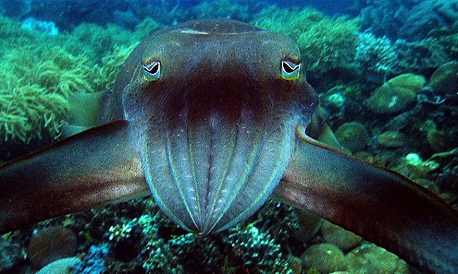 Cuttlefish - The Brainy Bunch - Film