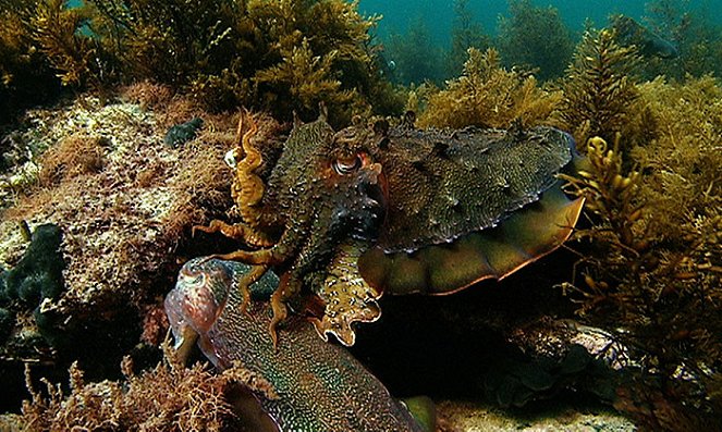 Cuttlefish - The Brainy Bunch - Photos