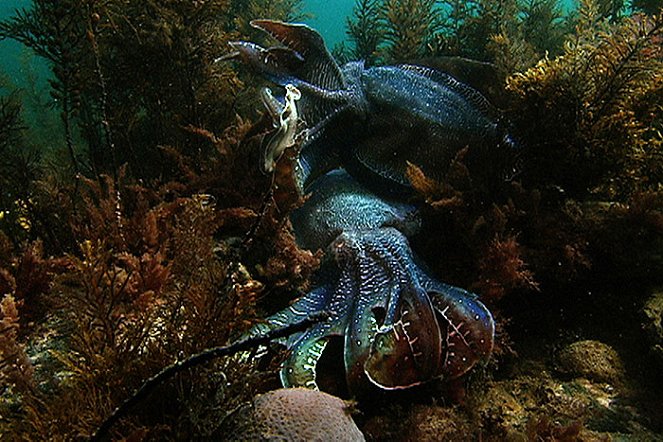 Cuttlefish - The Brainy Bunch - De la película