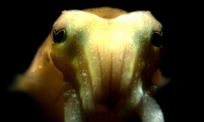 Cuttlefish - The Brainy Bunch - Z filmu