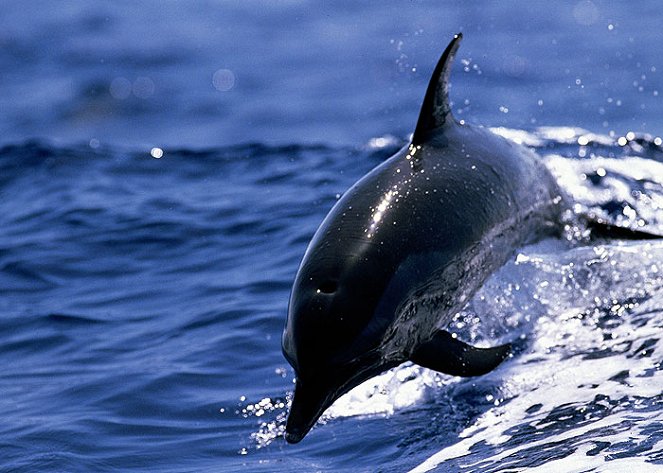 Spinner Dolphins - Filmfotos